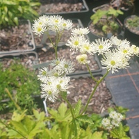 Trautvetteria carolinensis var. japonica